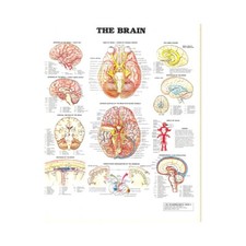 The Human Brain System Chart