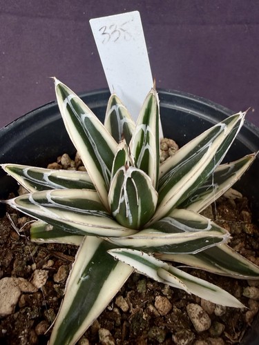 Agave victoriae reginae - agave, victoriae-reginae