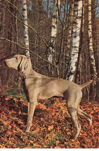 Cani mk246 cane caccia - ab#mk246, da