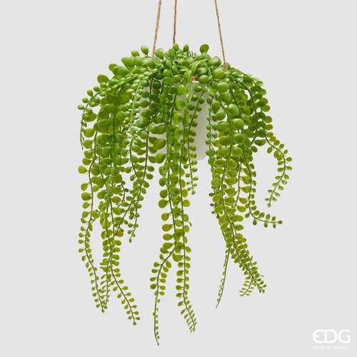Edg pianta dischidia - edg,
