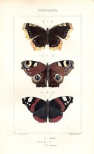 Farfalle Vanessa stampa antica