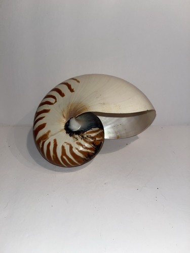 Natural nautilus seashell - natural,