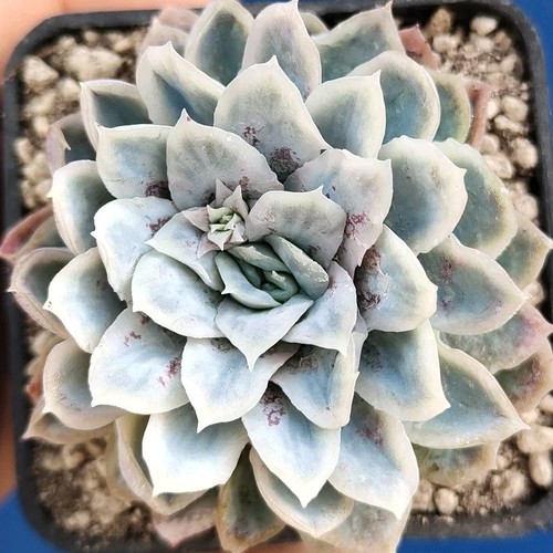 Echeveria elegans monster - echeveria, "monster"