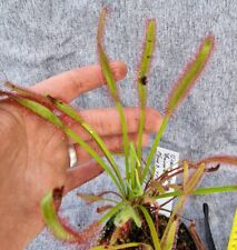 3x Drosera capensis