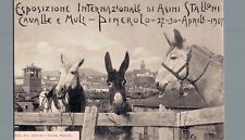 Torino Pinerolo Esposizione Asini Cavalli e Muli 1907  F. piccolo non spedita