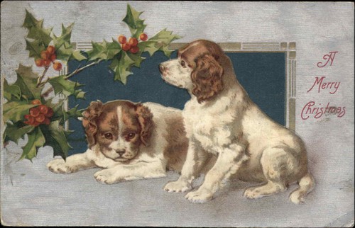 Cuccioli natale springer o - cuccioli,