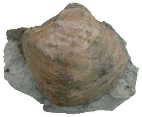 Malm nanogyra nana bivalvia - nana,