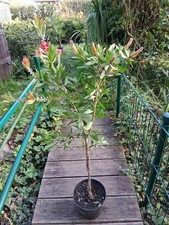 Pulitore per pipa Callistemon circa 100 cm - tronco pulitore a cilindro 