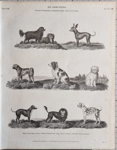 1810 datato antico stampa - datato,