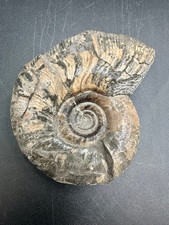 Gaudryceras mamiyai ammonite