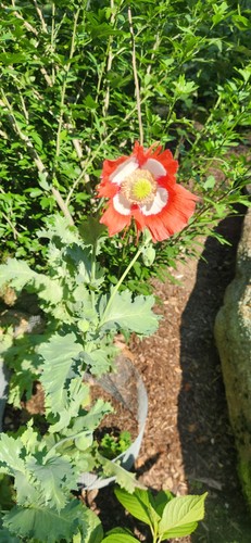 Sinai landrace poppie papavar - landrace,
