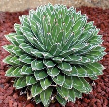 Agave Victoria Regina - Pianta