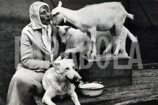 Foto vintage 1951, La Duchessa di Hamilton con i suoi animali, Stampa 21 x 15cm
