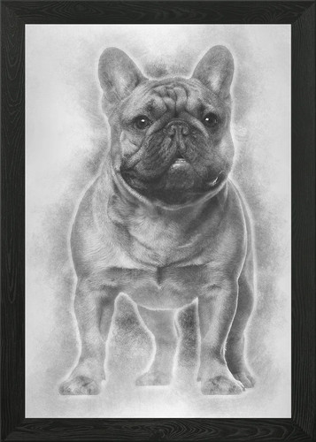 Bulldog francese cucciolo - , 4