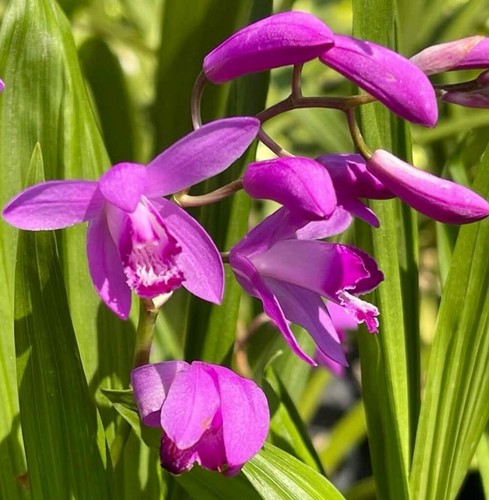 Bletilla striata 30cm - bletilla, 20-30cm