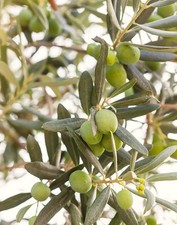 Pianta di Olivo Favolosa FS-17