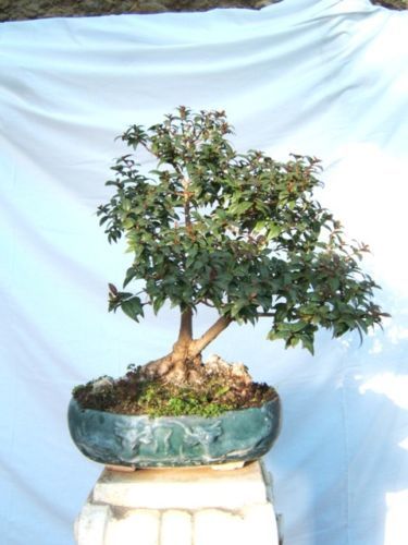 Mirto bianco common myrtle - mirto,