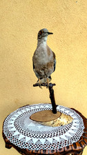 Trofeo di caccia esemplare