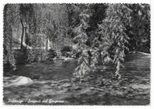 PORDENONE (038) - POLCENIGO Sorgenti del Gorgazzo - FG/Vg 1954