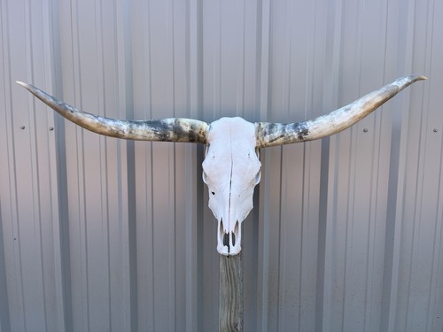 Longhorn teschio sterzo 4 - sterzo,