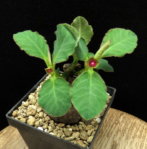 Monadenium