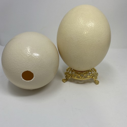 Genuine ostrich eggs - genuine,