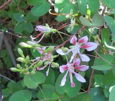 Bauhinia yunnanensis (10