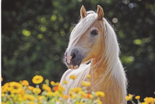 Cavallo cavalli ottima - cavalli,