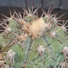 Echinocactus horizonthalonius