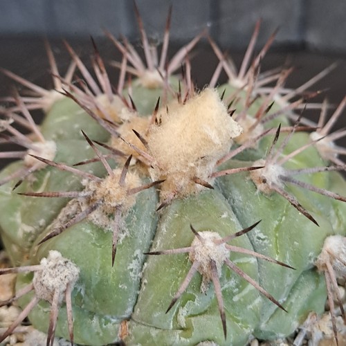 Echinocactus horizonthalonius