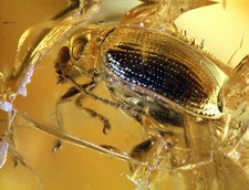 Inclusione ambra baltica - inclusione, 5651