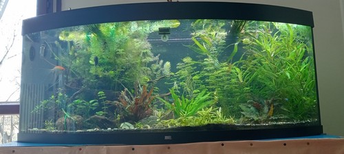 Acquario completo juwel vision - completo,