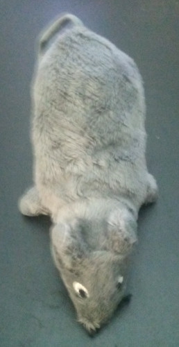 Raro topo grigio gosig mus - *raro*,