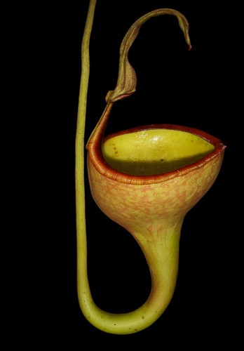 Nepenthes eymae rare - -, plant