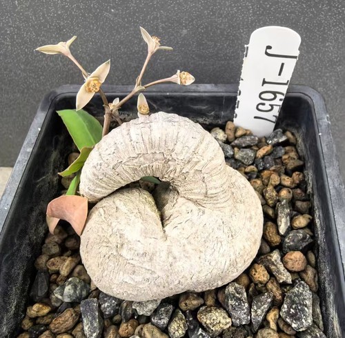 Euphorbia primulifolia wysiwyg - euphorbia,