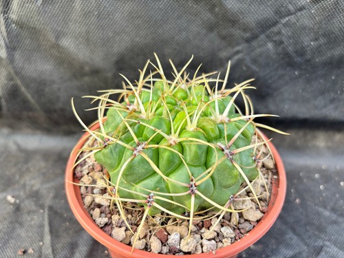 Gymnocalycium monvillei - gymnocalycium,