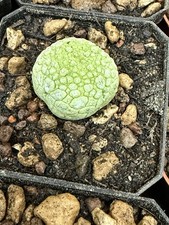 Pseudolithos Migiurtinus ,  pot 6,5 cm  Pianta Grassa, Cactus - succulente