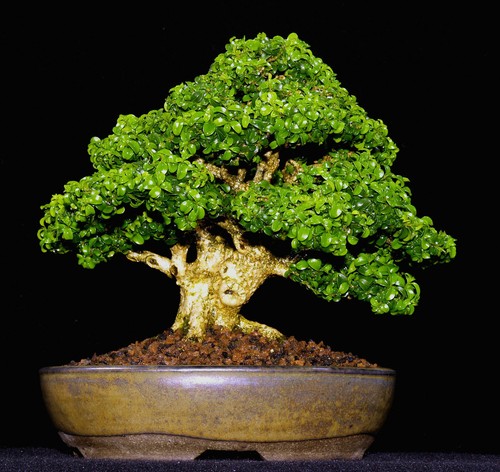 Buxus sempervirens bosso - sempervirens,