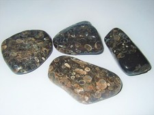 - Minerali Burattati Cristalloterapia - AGATA FOSSILE (B)