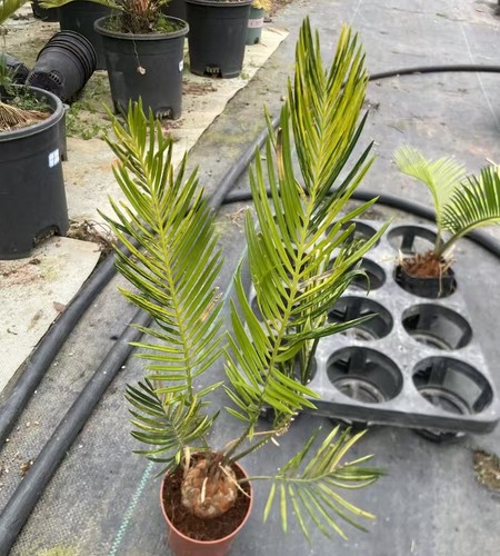 Cycas revoluta thunb giardino - cycas,