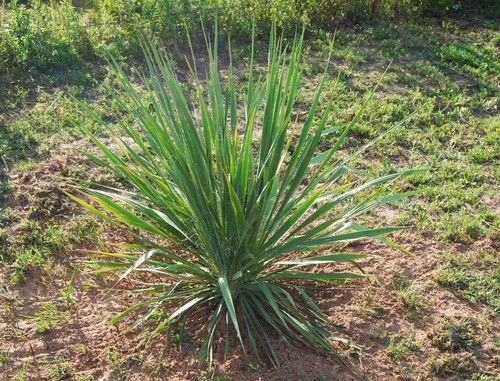 Large yucca plant inches - 30,