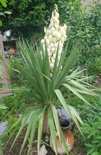 Yucca Palma Gloriosa Giglio di