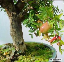 Melograno Nano Bonsai – 10