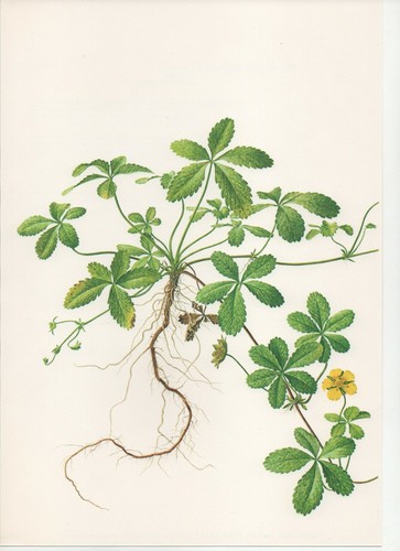 Stampa botanica vintage anni - stampa,