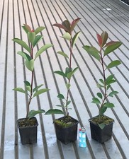 Fotinia photinia fraseri - "photinia,