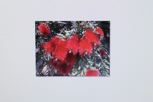 Semi callistemon - semi,