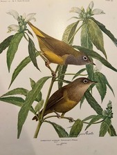 Stampa piatto a colori Birds