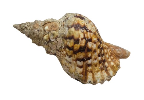 Conchiglia shell charonia - conchiglia,