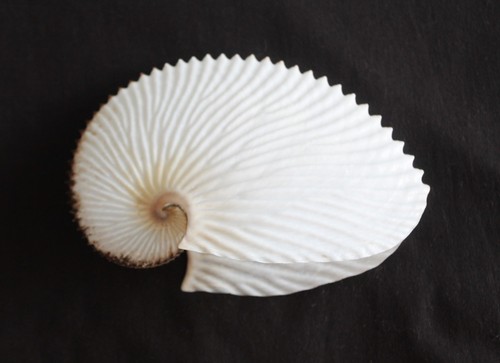 Paper argonaut seashell - argonaut, 'seashell