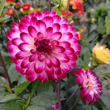 Semi di Dalia Mix per il